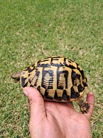 Tartaruga di terra hermanni hermanni