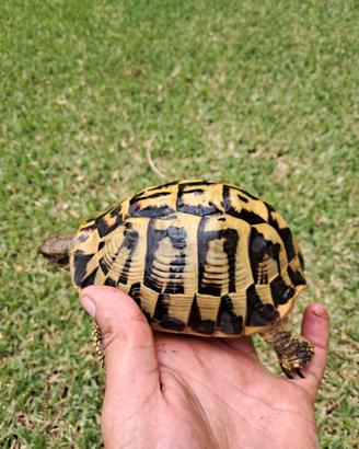 Tartaruga di terra hermanni hermanni