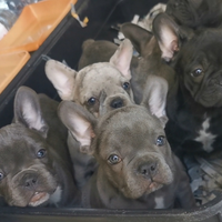 Cuccioli bulldog francese