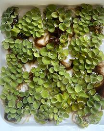 Salvinia Cucullata