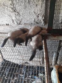 Furetti da caccia