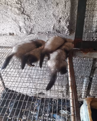 Furetti da caccia