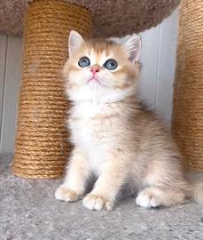 Cuccioli di british shorthair golden