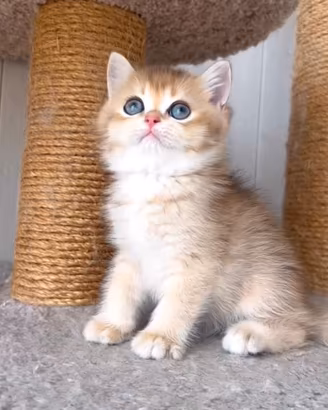 Cuccioli di british shorthair golden