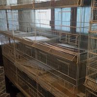 batterie di gabbie borgovit