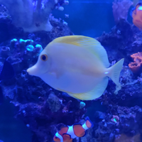 Zebrasoma flavescens