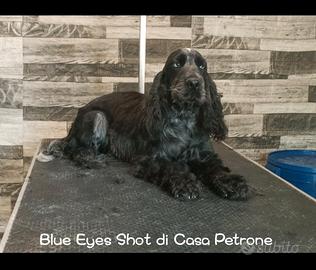 Cocker Spaniel inglese
