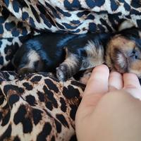 Femmina di yorkshire terrier