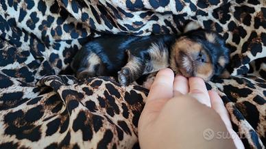 Femmina di yorkshire terrier