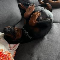 Dobermann femmina con pedigree