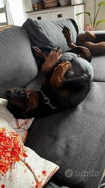 Dobermann femmina con pedigree