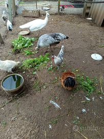 Coppia di galline appezzell