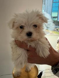 Maltese mini toy