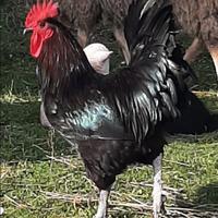Gallo marans nero argento