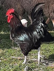 Gallo marans nero argento