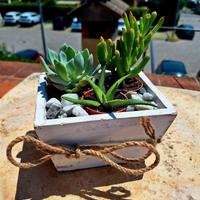 Mini Oasi Piante Succulenti per casa e giardino
