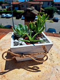 Mini Oasi Piante Succulenti per casa e giardino