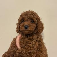 Cucciolo barboncino nano red con pedigree enci