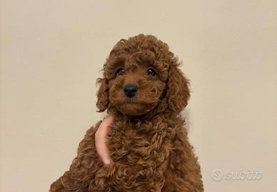 Cucciolo barboncino nano red con pedigree enci