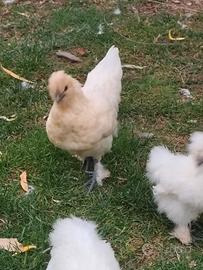 Gallina