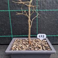 Bonsai di Bagolaro Celtis australis 173