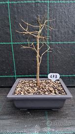 Bonsai di Bagolaro Celtis australis 173