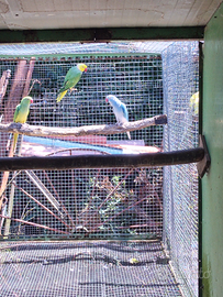 Parrocchetti dal collare