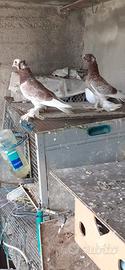 Coppia piccioni , razza tamburo