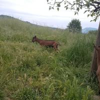 Cuccioli di capra becco alpina