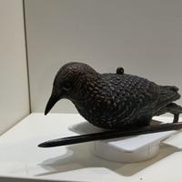 Stampo in plastica Storno posato