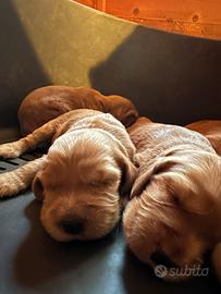 Cocker Spaniel