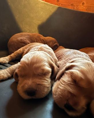 Cocker Spaniel