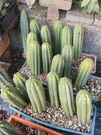 Talee Trichocereus Pachanoi (San Pedro) 