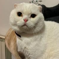 Scottish fold per monta