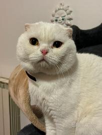 Scottish fold per monta