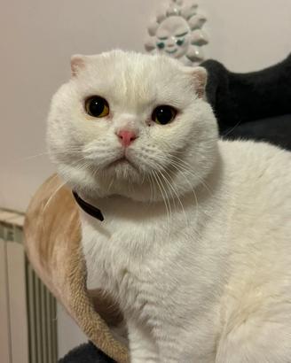 Scottish fold per monta