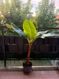 Banano Musa Dwarf Cavendish
