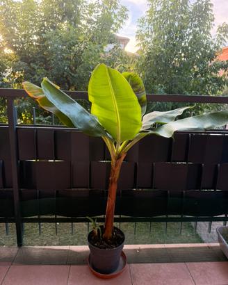 Banano Musa Dwarf Cavendish