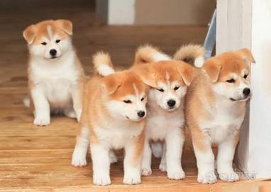 Akita inu con pedigree ENCI