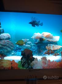 acquario luminoso con movimento di pesci