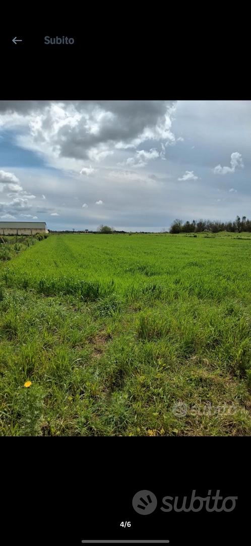 Terreno Agricolo Galatone 8000 m² - View 4