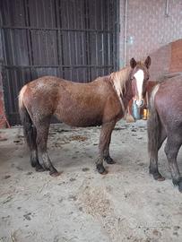 Cavalle e puledre franches montagnes