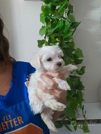 Maltese coreano