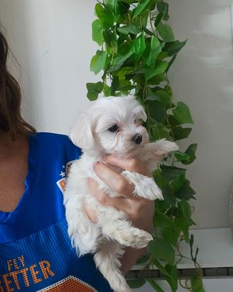 Maltese coreano