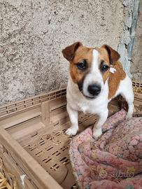 Jack Russel Terrier Nano