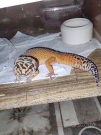 Geco leopardino maschio