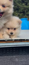 Volpini spitz cuccioli