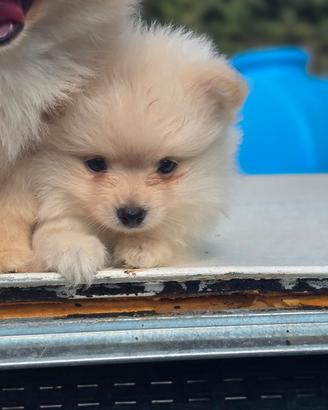 Volpini spitz cuccioli