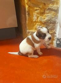 Cuccioli taglia media