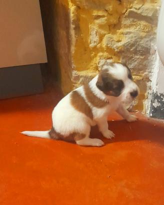 Cuccioli taglia media